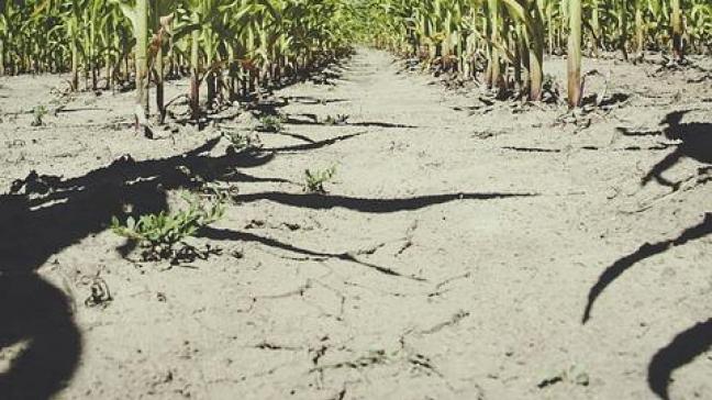 corn-1408154_960_720