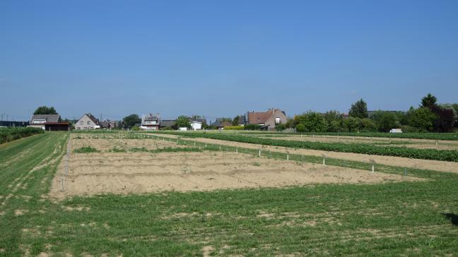 Metobromuron werd in verschillende schema’s getest op aardappelvelden en -ruggen.