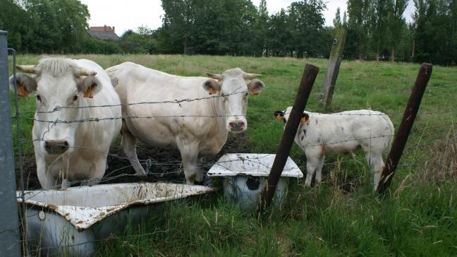 Iedere eigenaar kan zijn nabuur verplichten tot het afpalen van hun aan elkaar grenzende eigendommen.