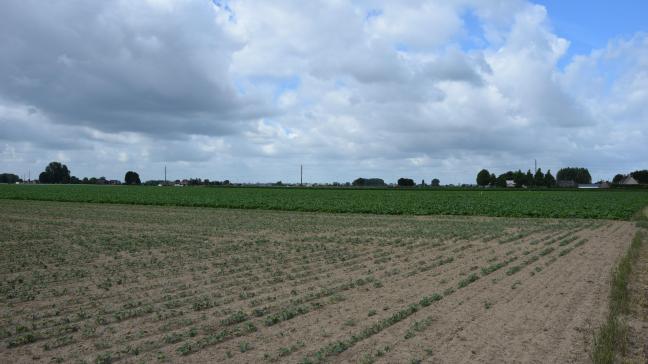 Het Departement Landbouw en Visserij en de Vlaamse Landmaatschappij proberen voor verduidelijking te zorgen naar landbouwers toe die problemen ondervonden in hun teelten omwille van de droogte.