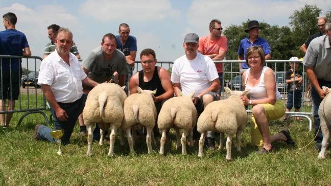 Ram met afstamming: Depelseneer M.&J.