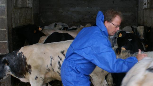 Rundvee- en schapenhouders kunnen zelf hun dieren vaccineren tegen het blauwtongvirus.