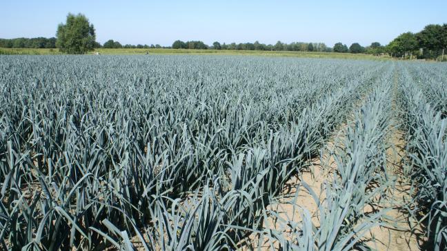 Voor de bestrijding zijn er verschillende pistes voor bestrijding op het veld en het verwerken van geïnfecteerde planten.