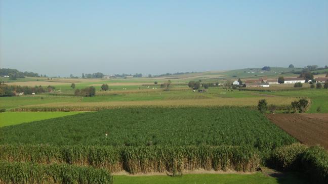 “Na die eerste investering in de aanplant van miscanthus kan je minstens 15 jaar voort”, vertelt Hilde Muylle van het ILVO.