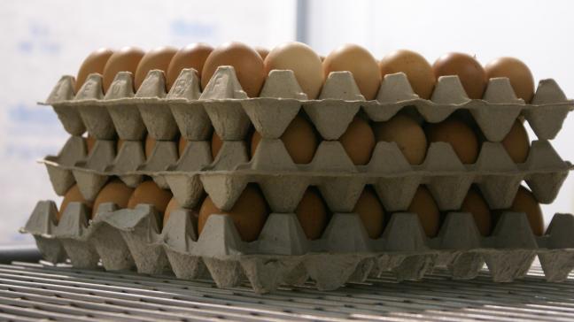 Het FAVV startte een onderzoek nadat fipronil in eieren werd teruggevonden.