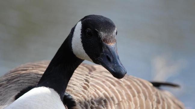 canada-goose-1563147_960_720