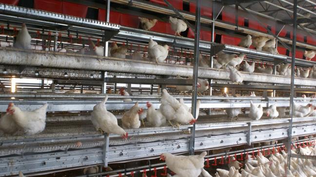 De fipronil-affaire heeft de pluimveehouderij veel geld gekost.