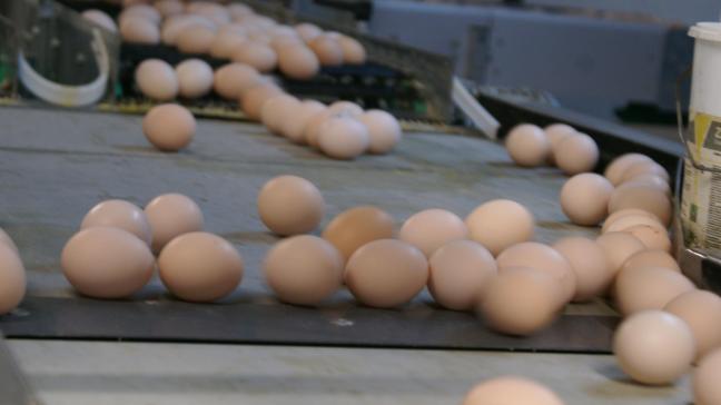 Indonesië start met de vernietiging van zo'n tien miljoen eieren. Het land heeft een overaanbod aan kippen, waardoor de eierprijzen kelderen.