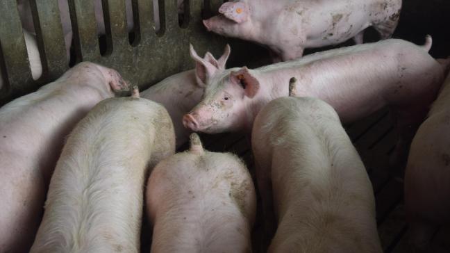 Het ongekende optimisme over de varkensmarkt is getemperd.