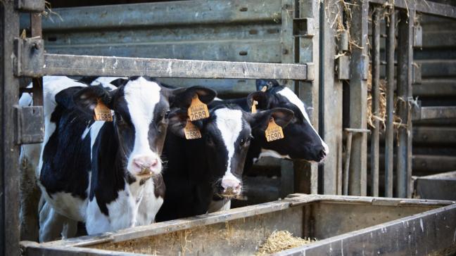 Als melkveehouders hun jongvee- en droogstandsmanagement verbeteren, zorgen ze voor een vroegere afkalving, voor sterkere vaarzen die langer kunnen produceren en voor minder problemen bij de start van een nieuwe lactatie.