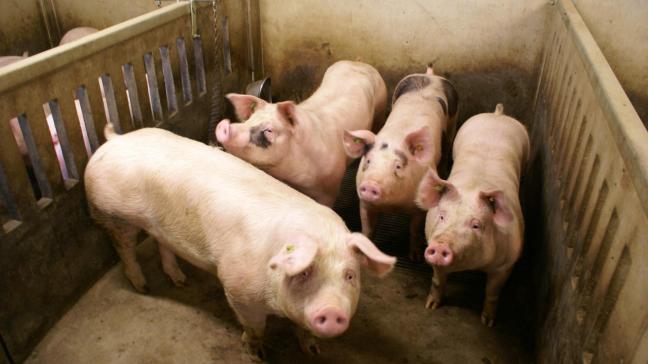 De Belgische varkenshouderij is sterk afhankelijk van de export, die bij een uitbraak van Afrikaanse varkenspest in gevaar komt.