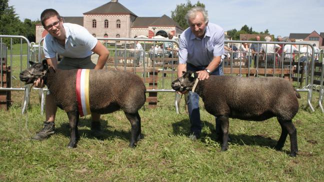 Blauwe texel jaarlingooi: 4212-1253, Werbrouck W.&G. uit Gits.