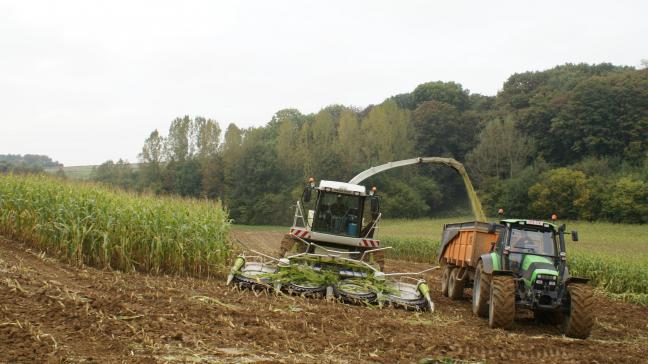 Het CIPF/LCV stelt dat het hakselen van maïs nu in een stroomversnelling mag komen om geen problemen met inkuilen en voederwaarde  te bekomen.