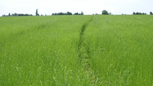 Naast de teelt van vezelvlas met verminderde bemesting, zijn er ook subsidie voorzien voor vlinderbloemigen, mechanische onkruidbestrijding, verwarringstechniek in de fruitteelt en het behoud van lokale veerassen (25 euro/schaap en 150 of 175 euro/rund).