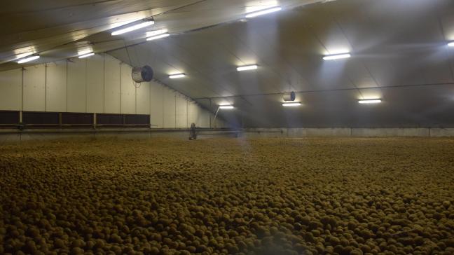 Niet lang na de inschuring is het de bedoeling de aardappelen zo vlug mogelijk droog te blazen.