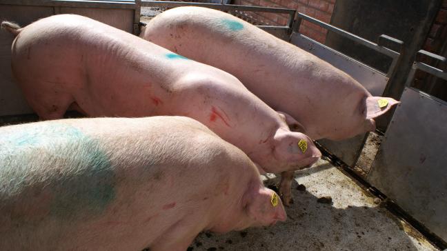 Relatief veel varkensvlees gaat naar het Verenigd Koninkrijk.