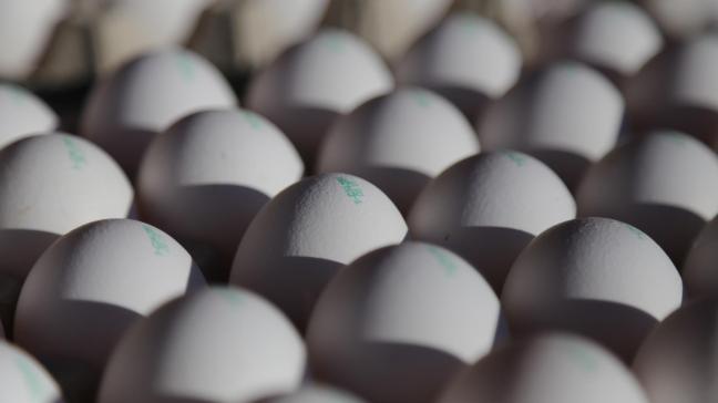 Pluimveesector en voedingsindustrie lijden beide onder de fipronilcrisis. De vraag is of beide gecompenseerd moeten worden.
