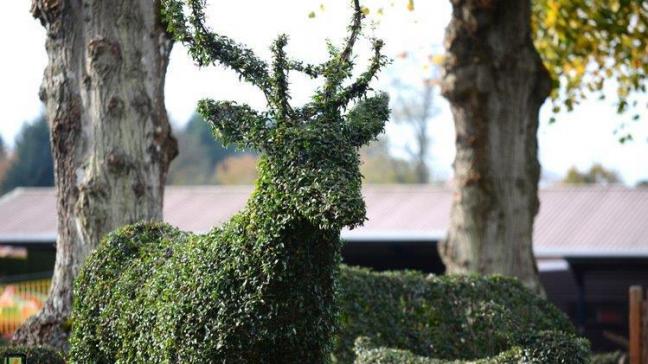 Ligustrum delavayanum is een ideale plant voor de topiary liefhebber.