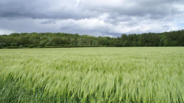 Glyfosaat wordt relatief veel gebruikt in de akkerbouw.