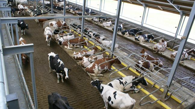 De gemiddelde Vlaamse CRV-melkveehouder hield dit jaar 20 koeien meer dan in 2013.