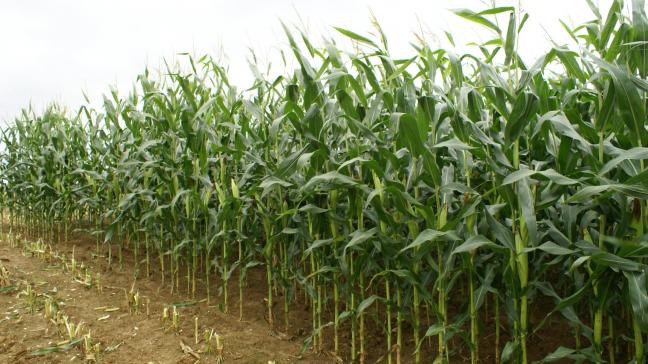 De maïsvariëteiten die in het proefveld worden uitgetest gaven veelbelovende resultaten in de serre, zegt het VIB.