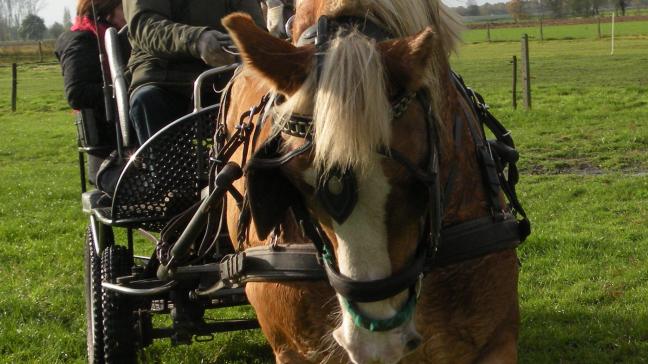 De jaarlijkse paardenzegening is een vast ritueel voor de paardenliefhebbers om en rondom Zwevezele.
