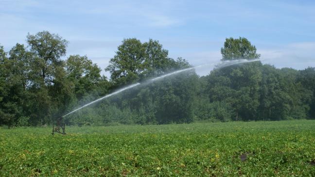 Irrigatie in  aardappel kan  zijn nut bewijzen naar opbrengst toe.