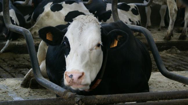 De stijging in de landbouwconjunctuurindex is te danken aan de melkveesector.