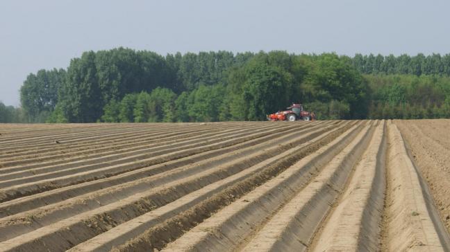 Het Belgische aardappelareaal is gegroeid tot een recordomvang.