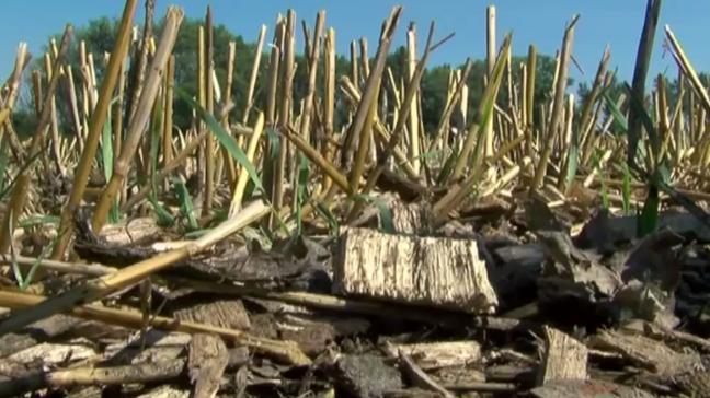 In het project ‘Koester de Koolstof’ onderzoekt men de optie of het gebruik van houtsnippers als bodemverbeteraar een oplossing is.