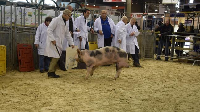 Het is dit jaar de de 60
e
 Nationale varkensprijskamp en aansluitend de 30
e
 elite veiling.
