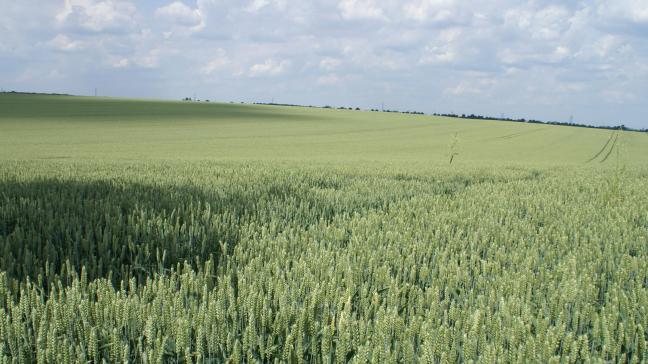 Vlaamse tarwe in het voorjaar.