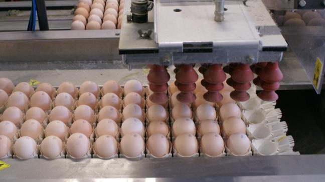 De hele eierketen heeft door de fipronilcrisis grote schade geleden.