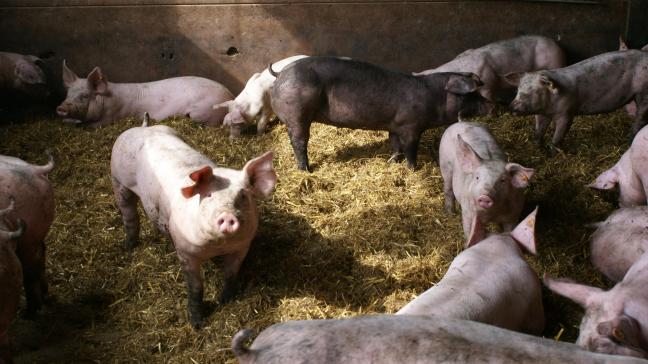 Onder andere een ‘wroetstal’ werd in het verleden extra ondersteund.