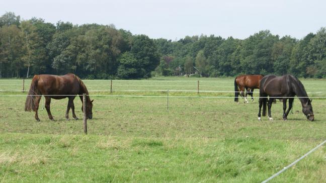 Het initiatief is bedoeld om verwaarlozing van paarden tegen te gaan.