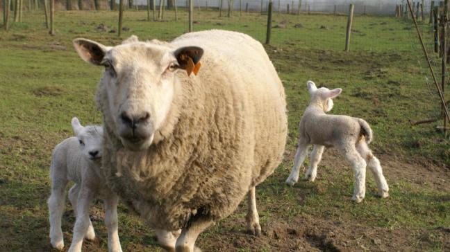 Veel schapen worden geslacht voor het Islamitische Offerfeest.