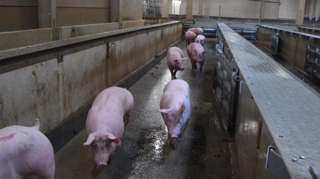 Binnen de EU groeit de markt voor varkensvlees nauwelijks tot niet.