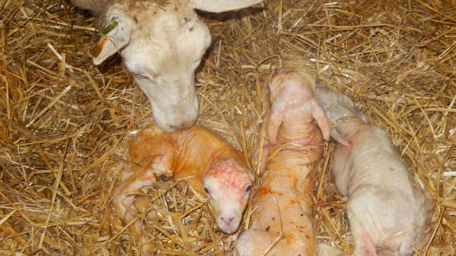 Elk lam zou binnen de eerste 24 u na de geboorte zo’n 400 cc biest moeten binnenkrijgen.