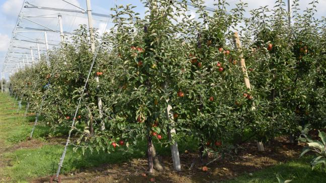 De appelteelt werd in 2017 zwaar geraakt door het weer.