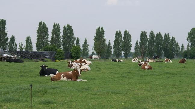 Volgens het Polderfront wordt historisch poldergrasland onvoldoende beschermd.