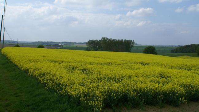 In de EU wordt vooral koolzaad geteeld voor verwerking tot biodiesel.