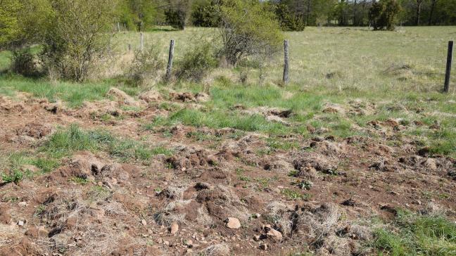 Everzwijnen veroorzaken veel schade in de landbouw.