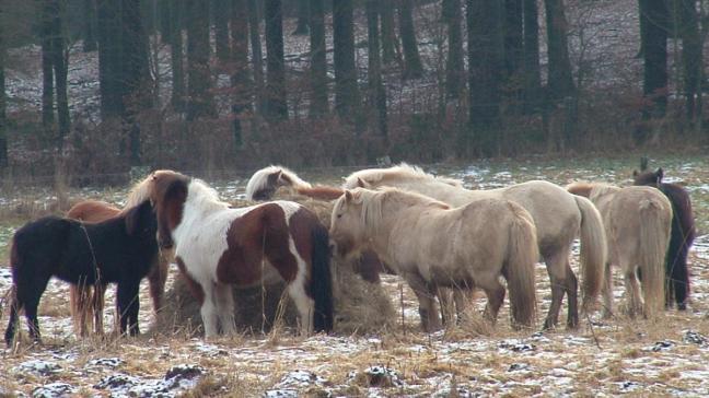 IJslandse paarden van familie Dejaifve-De Coninck uit Maissin in de Belgische Ardennen.