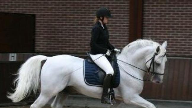 In ons land zijn er om en bij de 400 Lippizaner paarden.