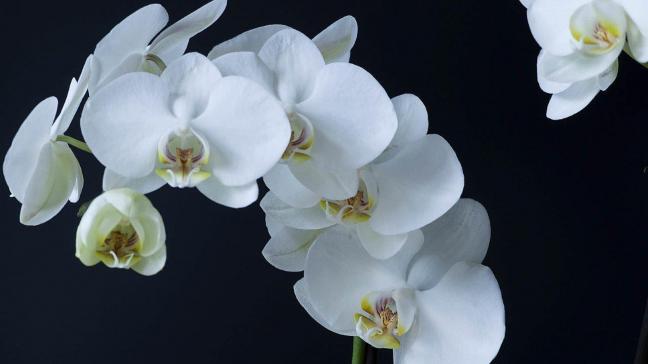 Phalaenopsis worden ook wel vlinderorchideeën genoemd. Dit danken ze aan hun bloemvorm die wel wat op een nachtvlinder lijkt.