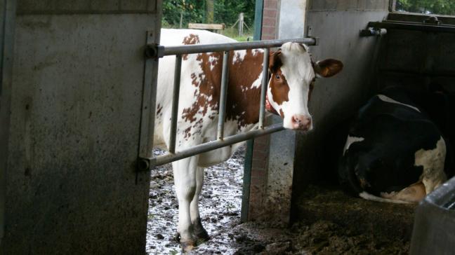 Aangekochte dieren kunnen infecties op het bedrijf binnenbrengen, ook als ze niet zichtbaar ziek zijn.