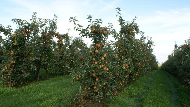 Op de percelen zal onder meer fruit worden verbouwd.