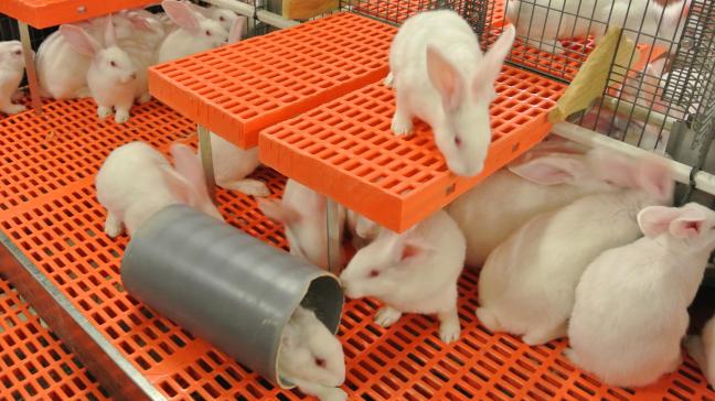 De konijnensector in Vlaanderen speelt een voortrekkersrol op vlak van dierenwelzijn.