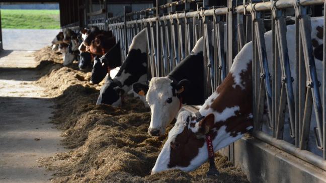In Nederland heeft de Partij voor de Dieren discussies over dierenwelzijn in de landbouw aangevoerd.