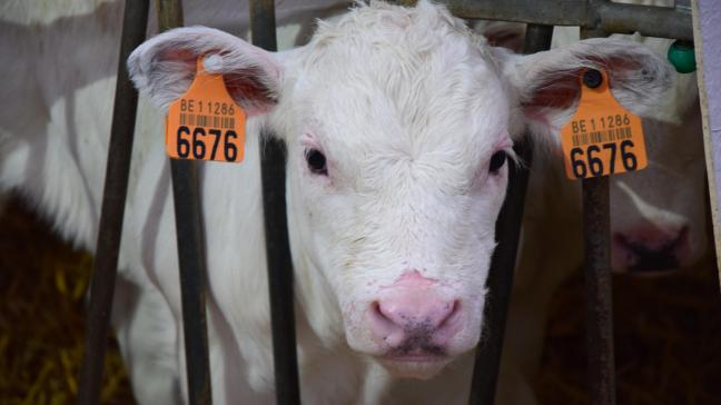 Veehouders die minder dan 70% van hun premierechten voor zoogkoeien gebruiken in 2018 verliezen ze het jaar daarop.